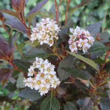 Physocarpus opulif.Little Joker