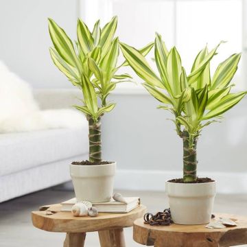 Dracaena Yellow Coast