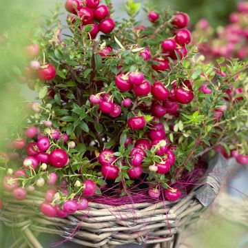 Gaultheria mucronata Red