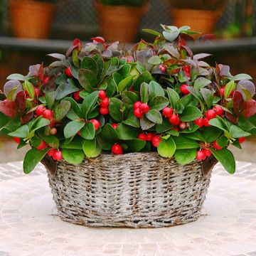 Gaultheria