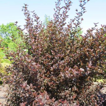 Physocarpus opulifolius Red Baron