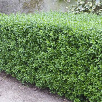 Ligustrum vulgare Atrovirens Select