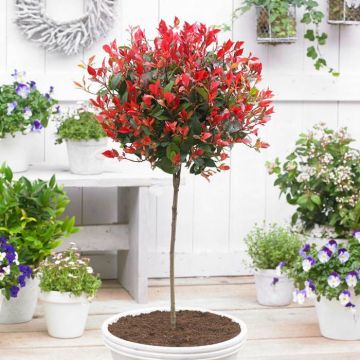 photinia red robin op stam a10858