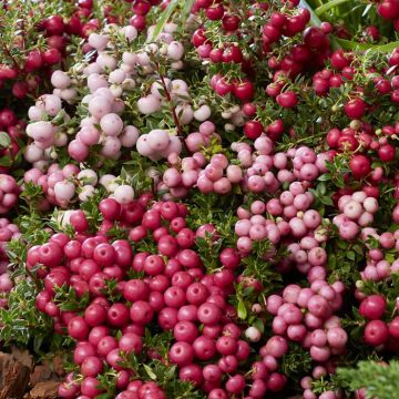 Pernettya mucronata mix