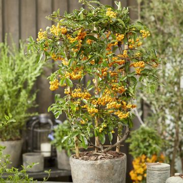 Pyracantha Sunny Star (10)