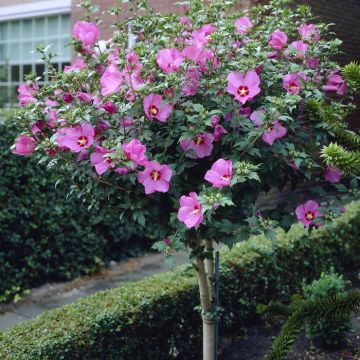 Hibiscus syriacus Woodbridge