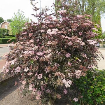 Sambucus nigra Thundercloud 20200608 5