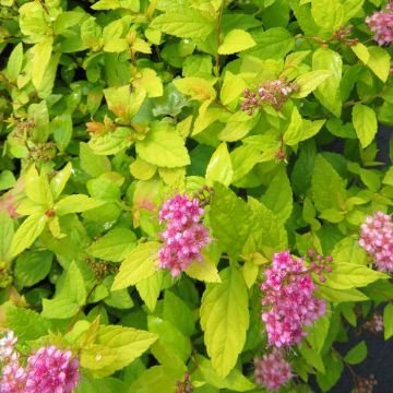 Spiraea japonica Goldmound 20210809 1