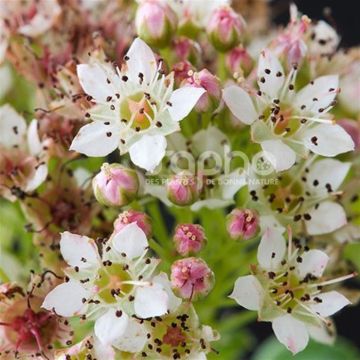 physocarpus opul.raspberry-lemonade