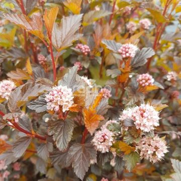 physocarpus opulif. sweet-cherry.jpg