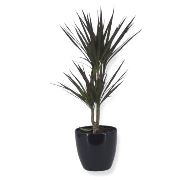 Dracaena Magenta