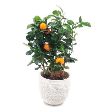 Calamondien Rek 14 cm